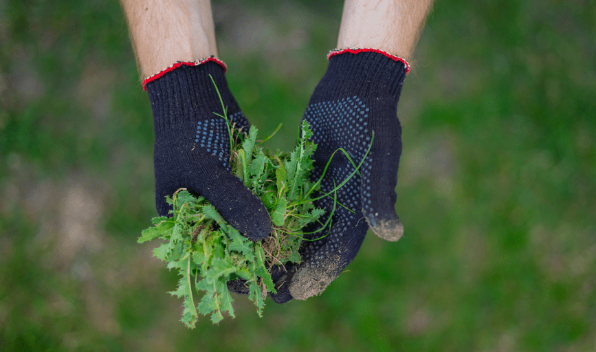 WEED CONTROL